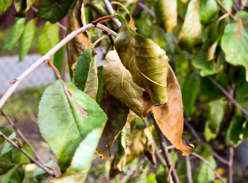 Dried, diseased fruit tree leaves in the middle of summer