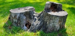 Old tree stump on a background of green grass in a summer park. Wide photo.