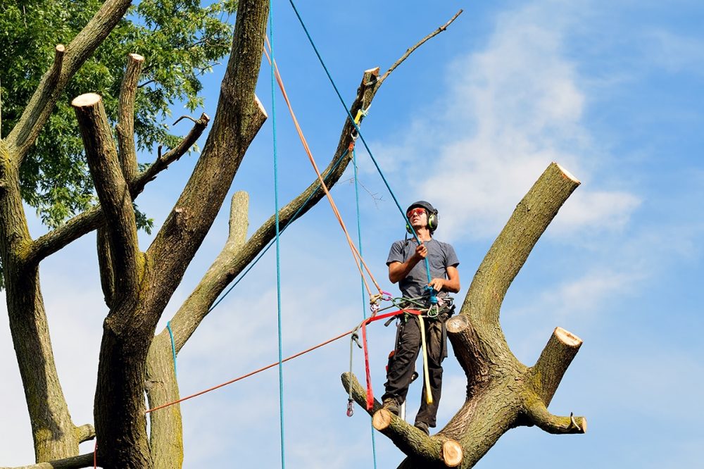 Arborist placing ropes and rigging equipment for tree removal. Professional climber with chainsaw, harness, helmet, safety glasses and protective gear.